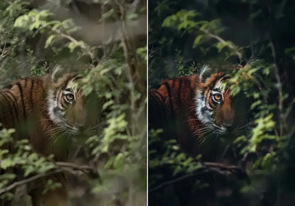 WithLuke Presets Timeless Collection – before and after wildlife photo edit with Adobe Lightroom
