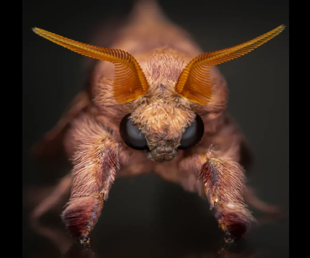Macro Photo Tour Madagascar with Eduard Florin Niga